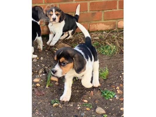 Κουτάβια Beagle Tricolor